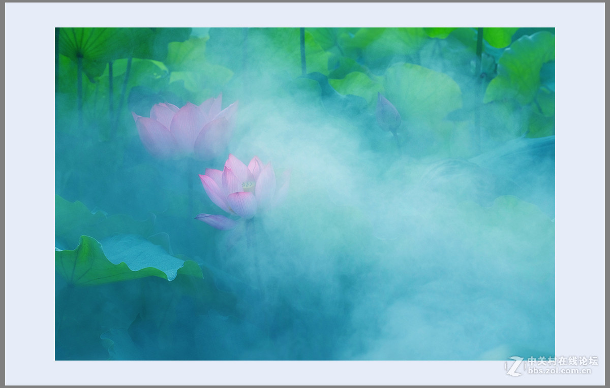 心若莲花处处开