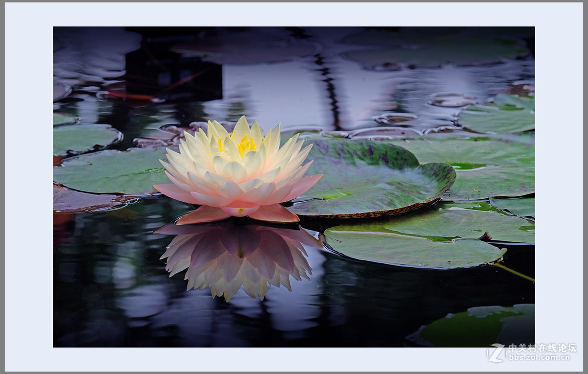 心若莲花处处开