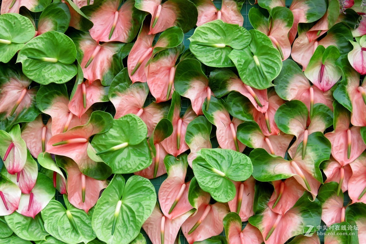 奇花异草在花展