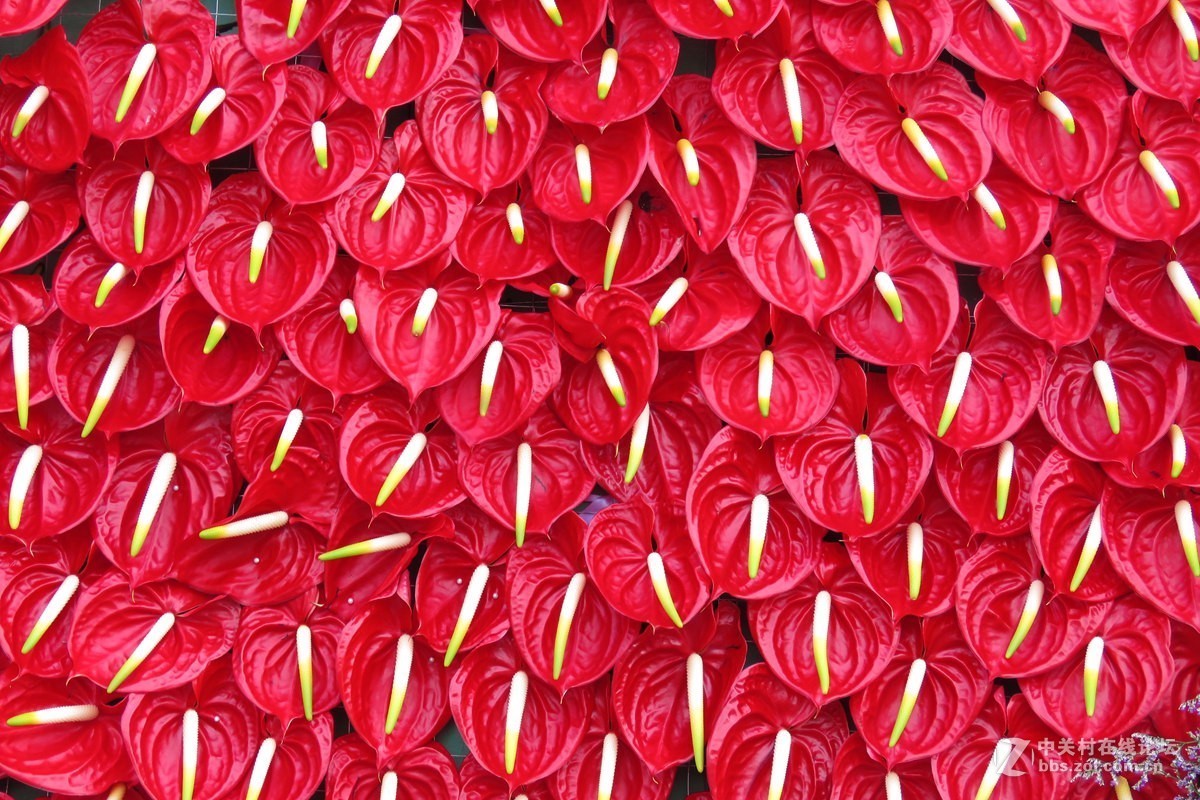 奇花异草在花展