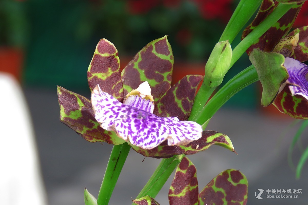 奇花异草在花展