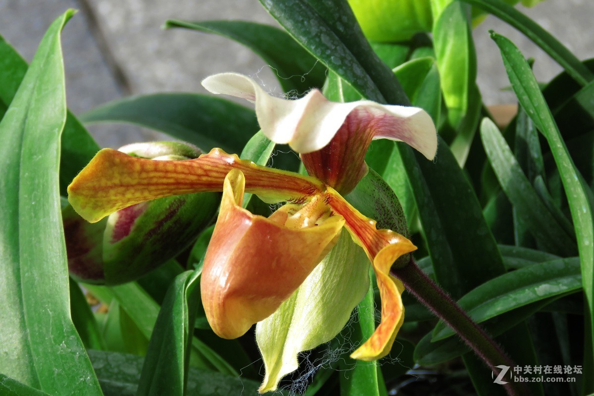 奇花异草在花展