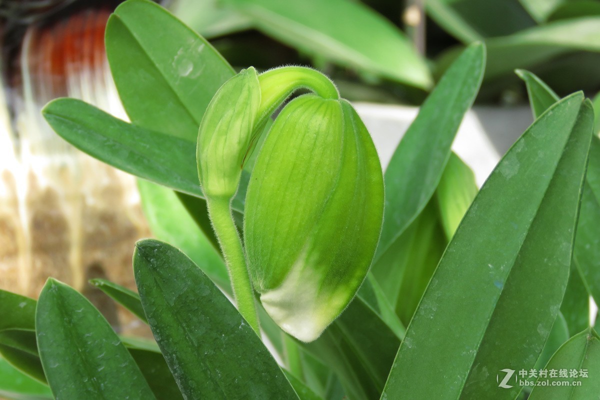 奇花异草在花展