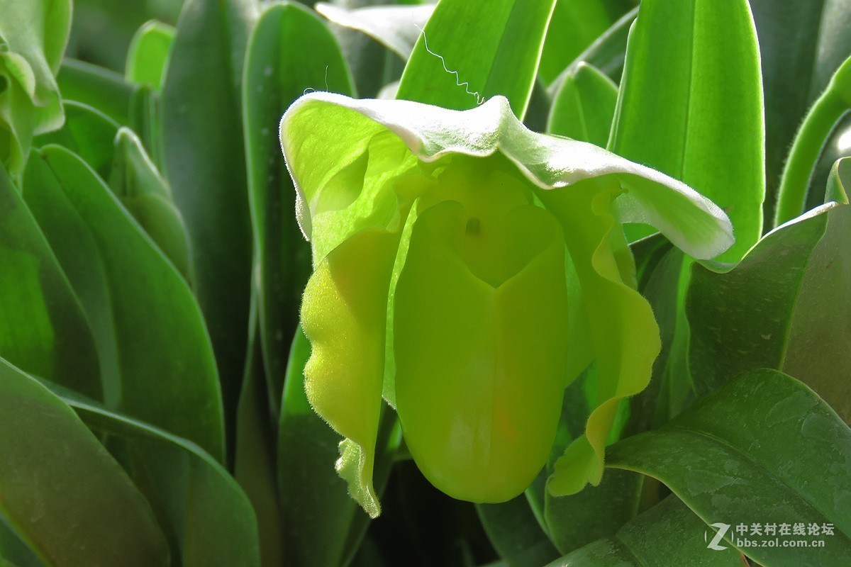 奇花异草在花展