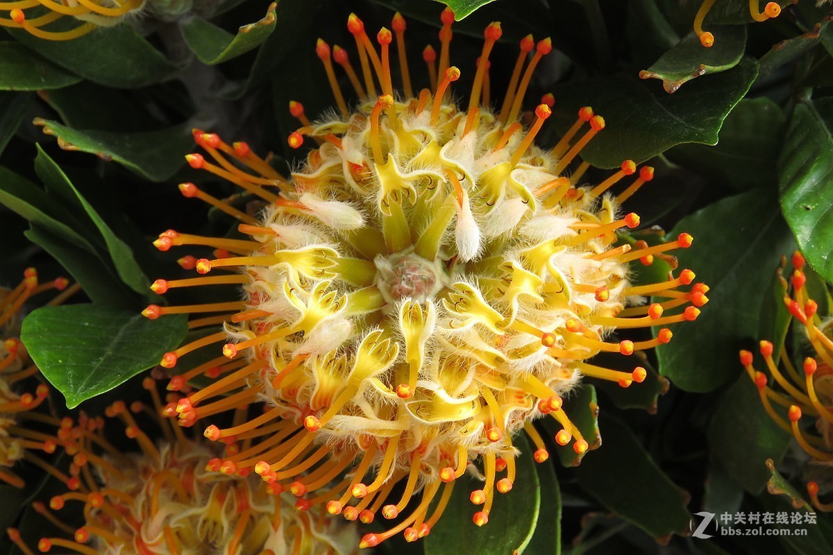 奇花异草在花展