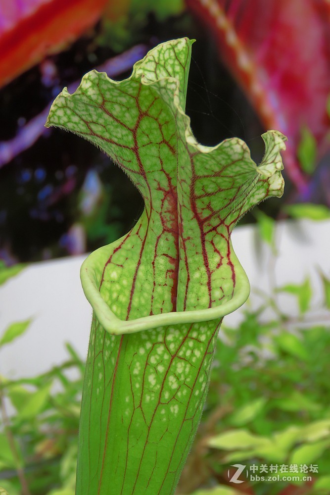 奇花异草在花展