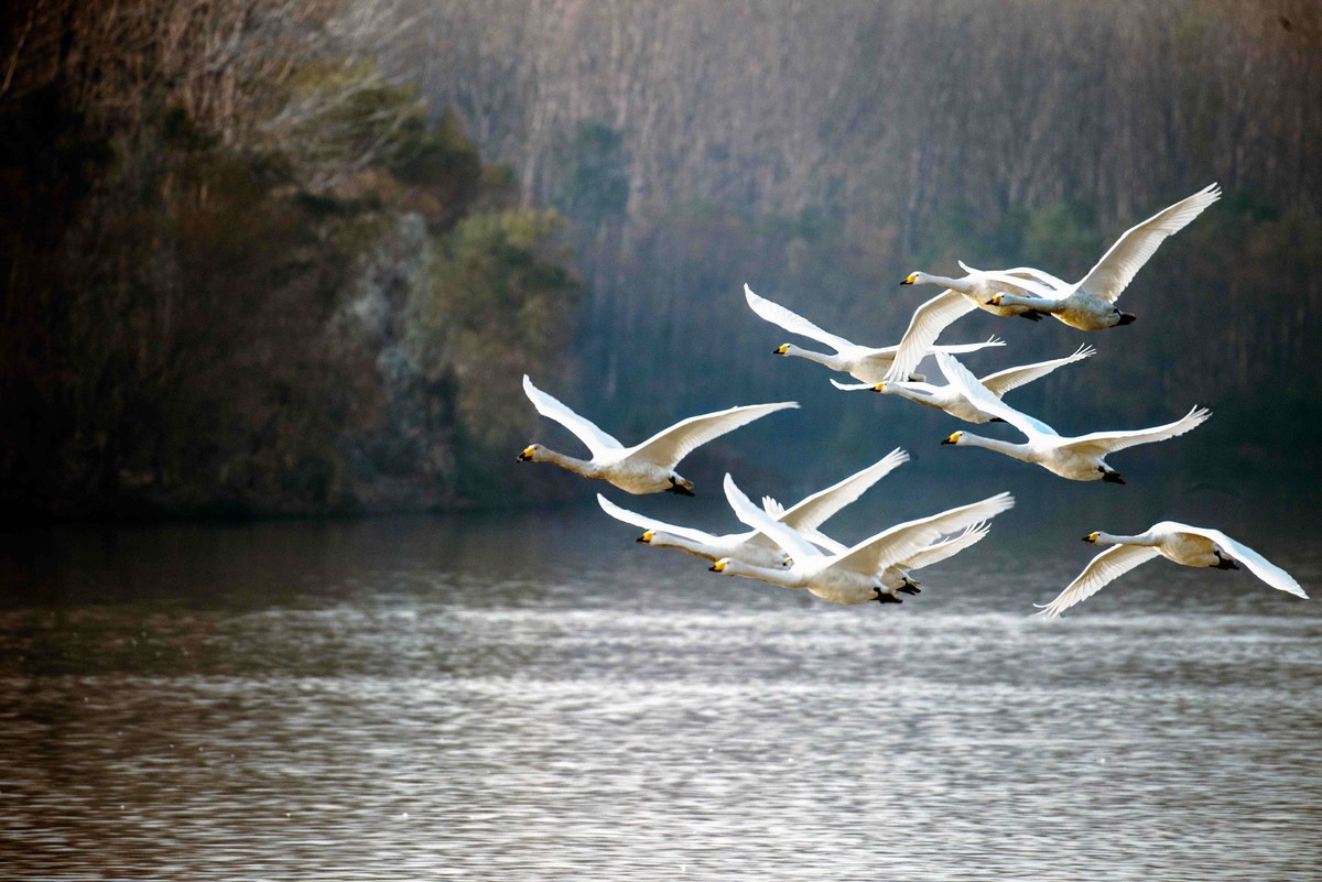 三门峡拍天鹅飞翔篇