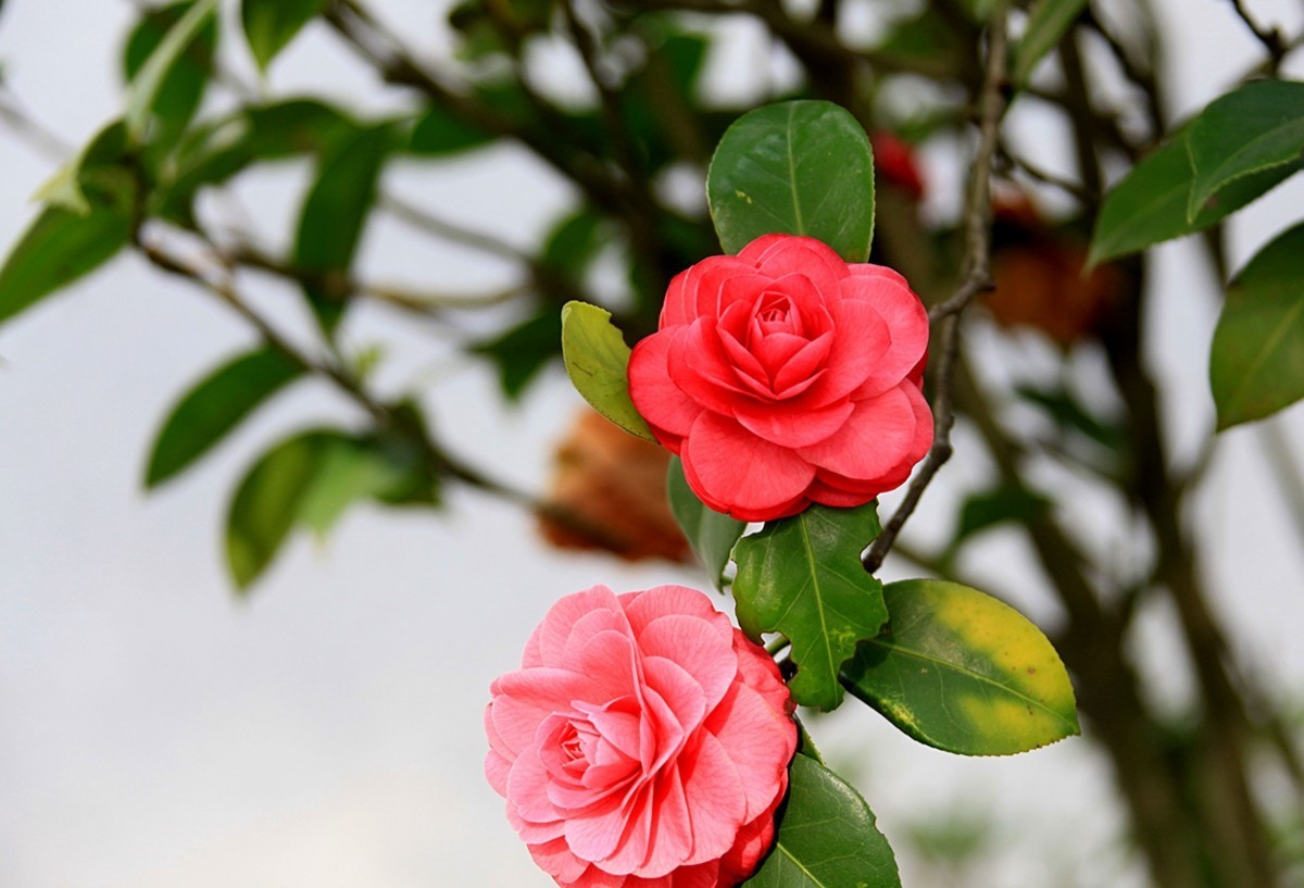 山茶花-中关村在线摄影论坛