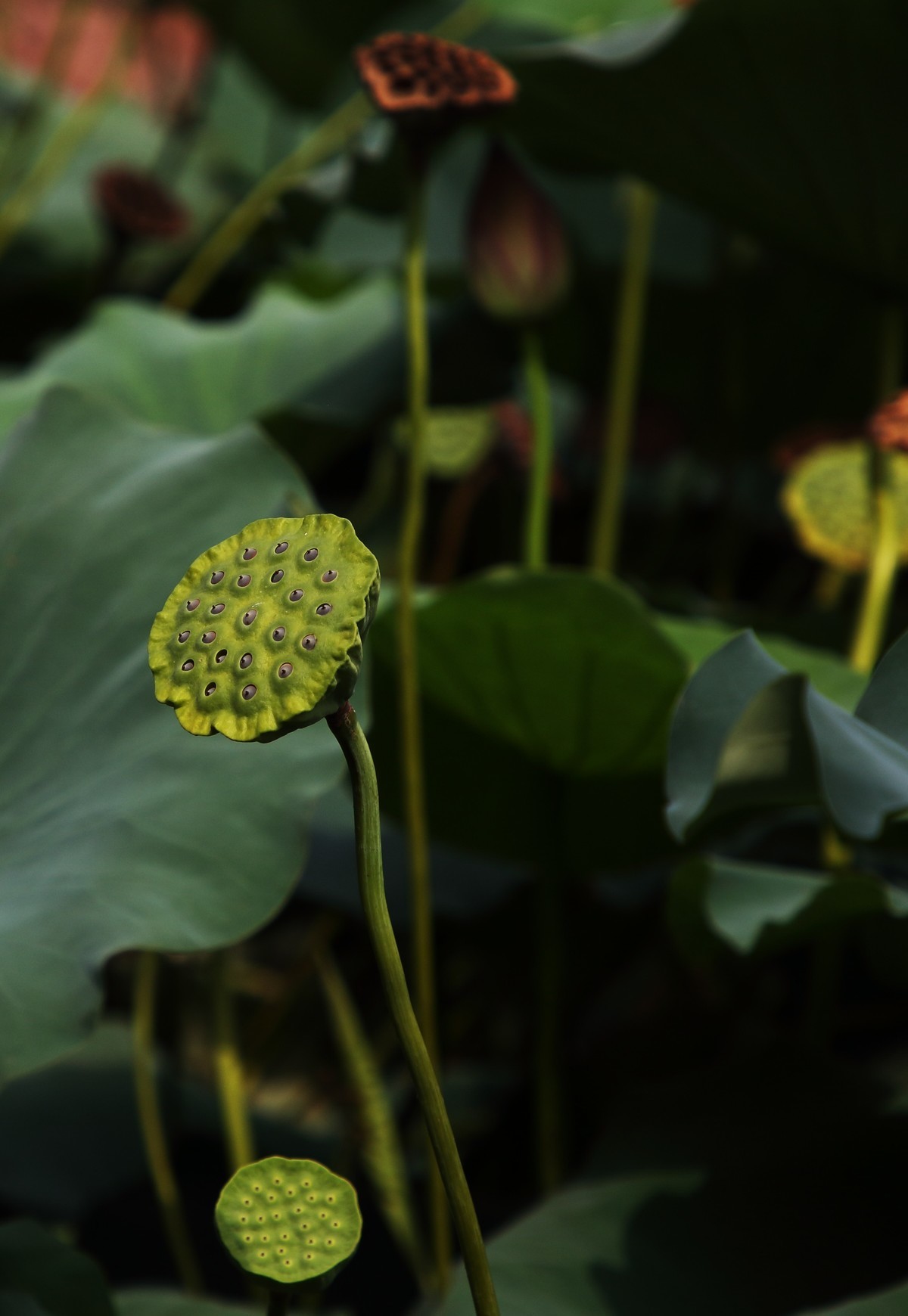 荷花2