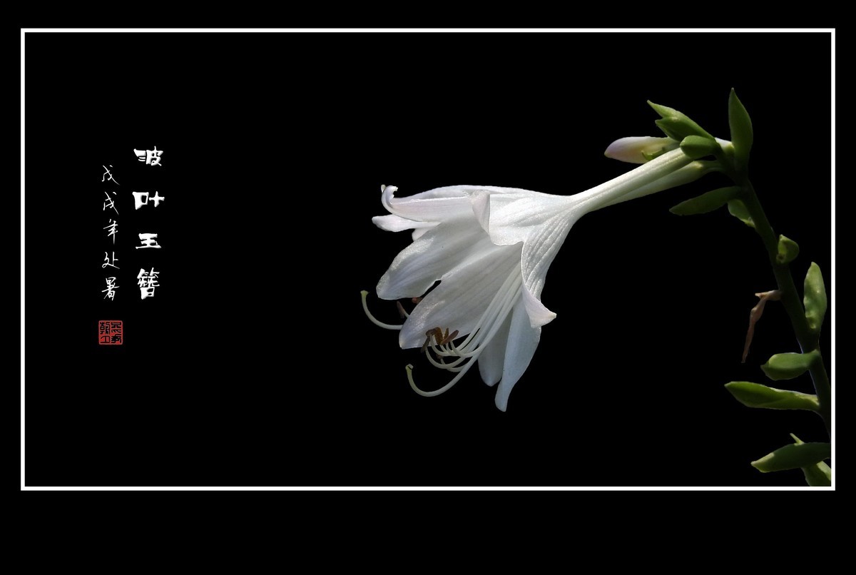 漂亮的草花-波叶玉簪