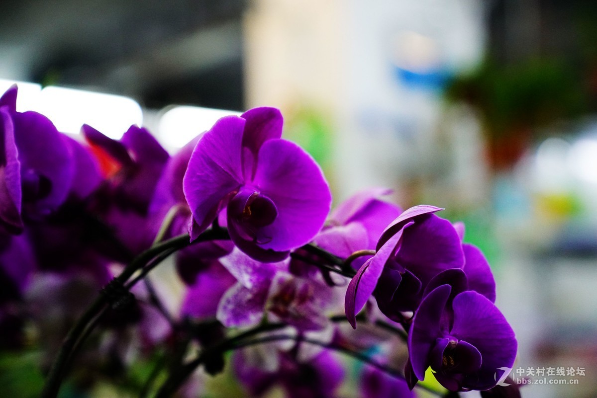 温室里的花朵