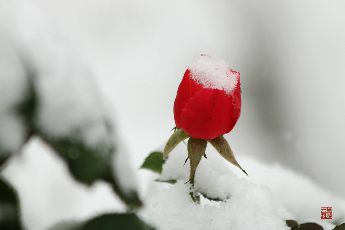 踏雪觅芳踪