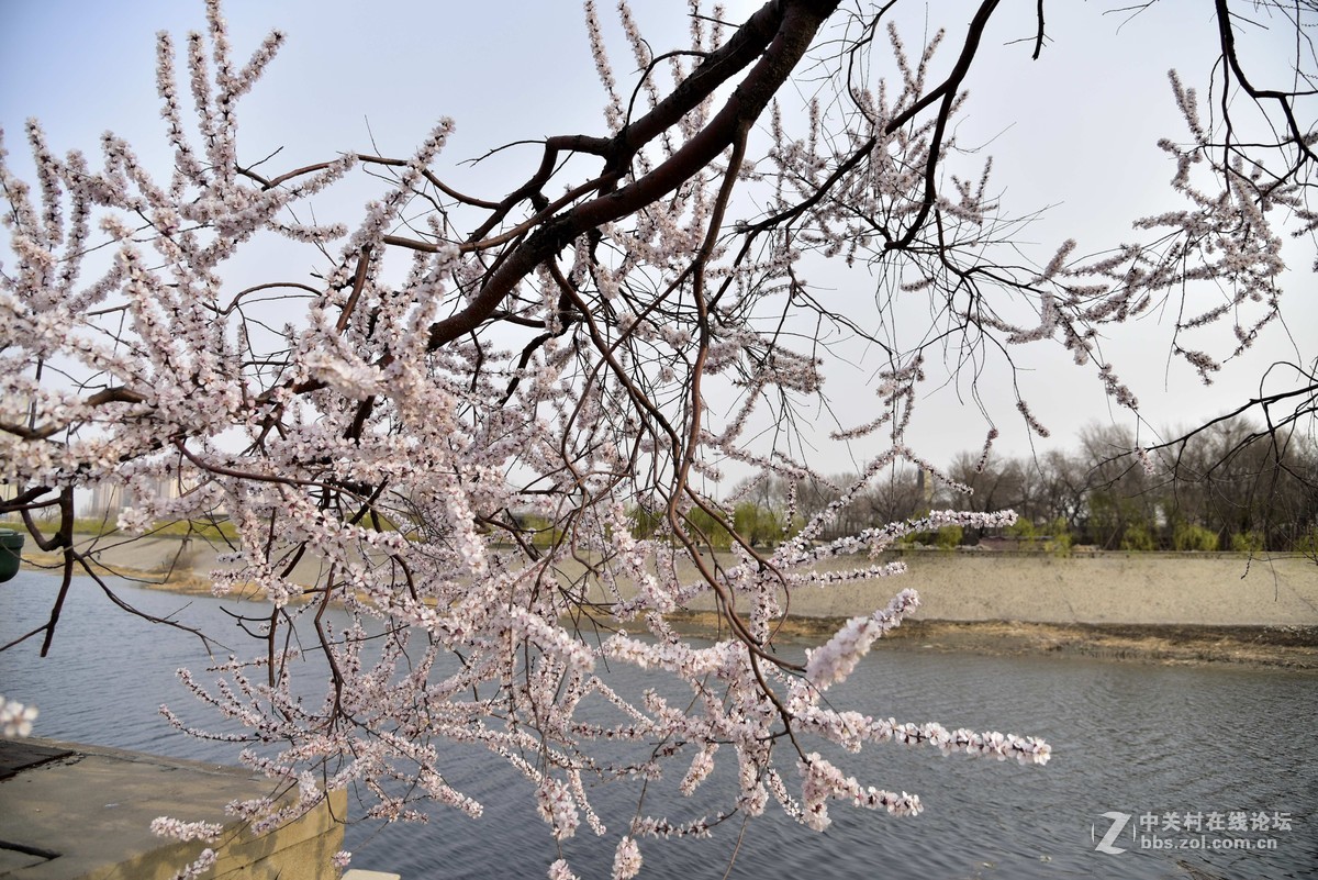 桃花堤