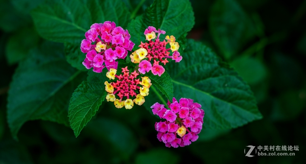 随拍野花五角梅