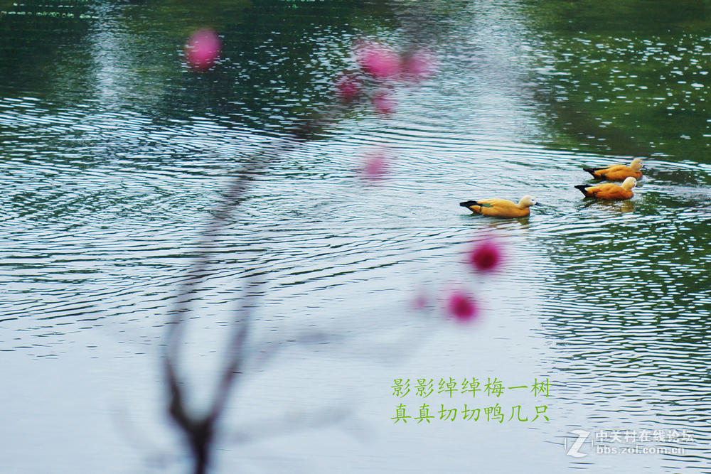 冬江尚寒鸭不觉， 春风未暖梅先开。