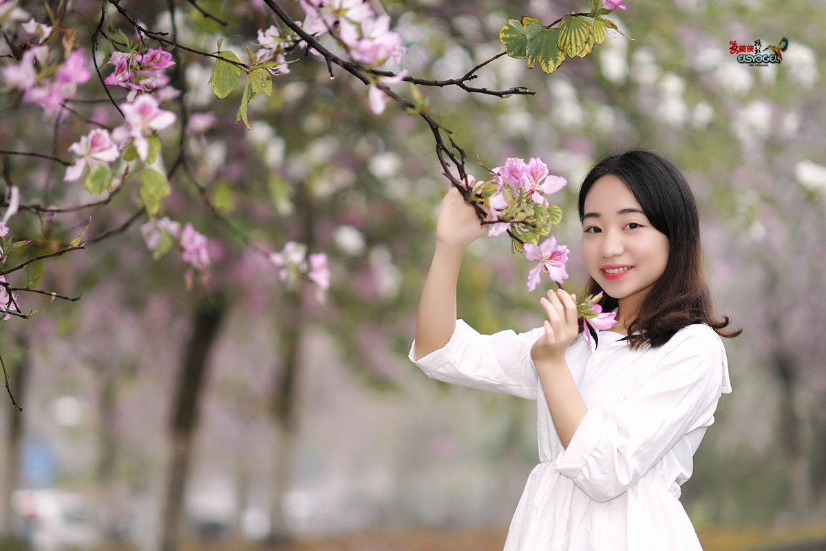 【雨后华农紫荆花少女】 -----墨墨酱