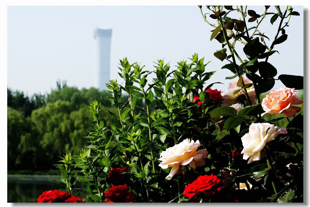 花为前景 1-中关村在线摄影论坛