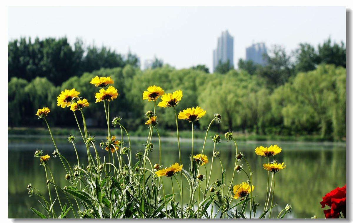 花为前景 1-中关村在线摄影论坛