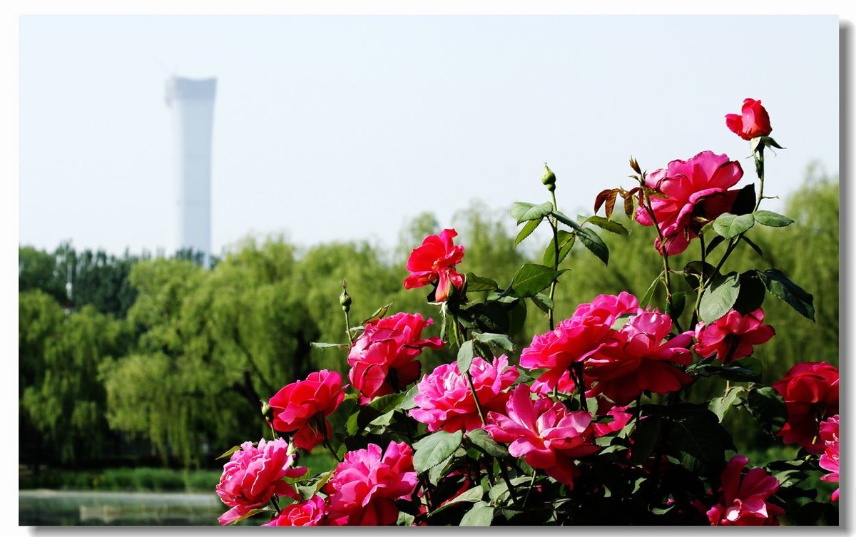 花为前景 1-中关村在线摄影论坛