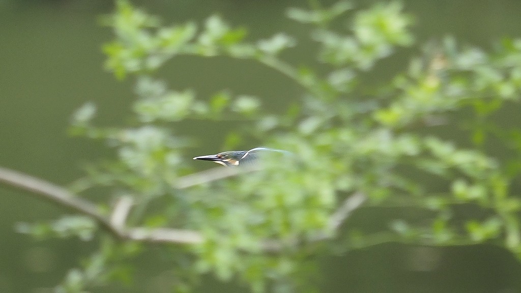 小翠飞去！ ------ 手持抓拍