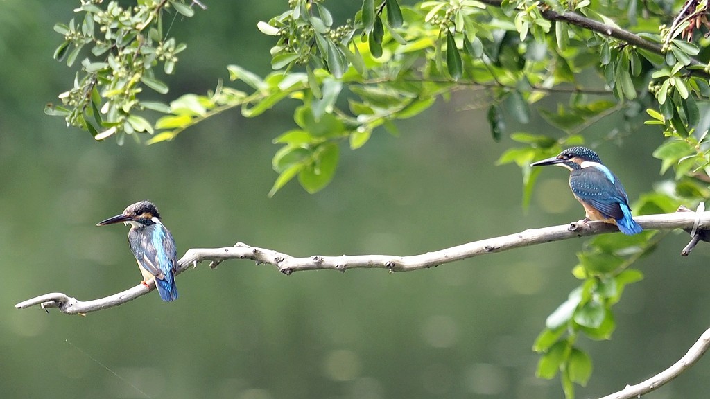小翠飞去！ ------ 手持抓拍
