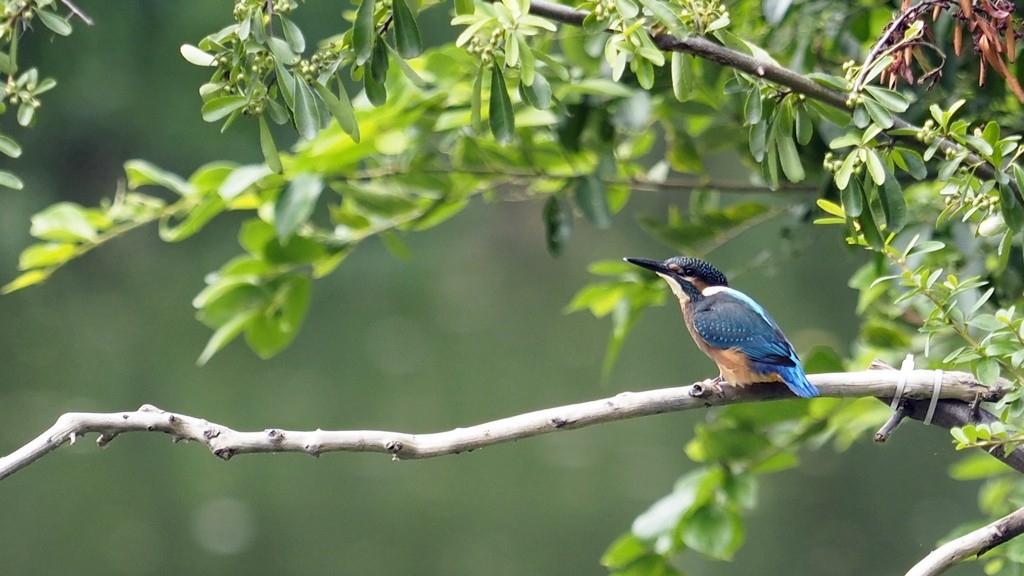 小翠飞去！ ------ 手持抓拍