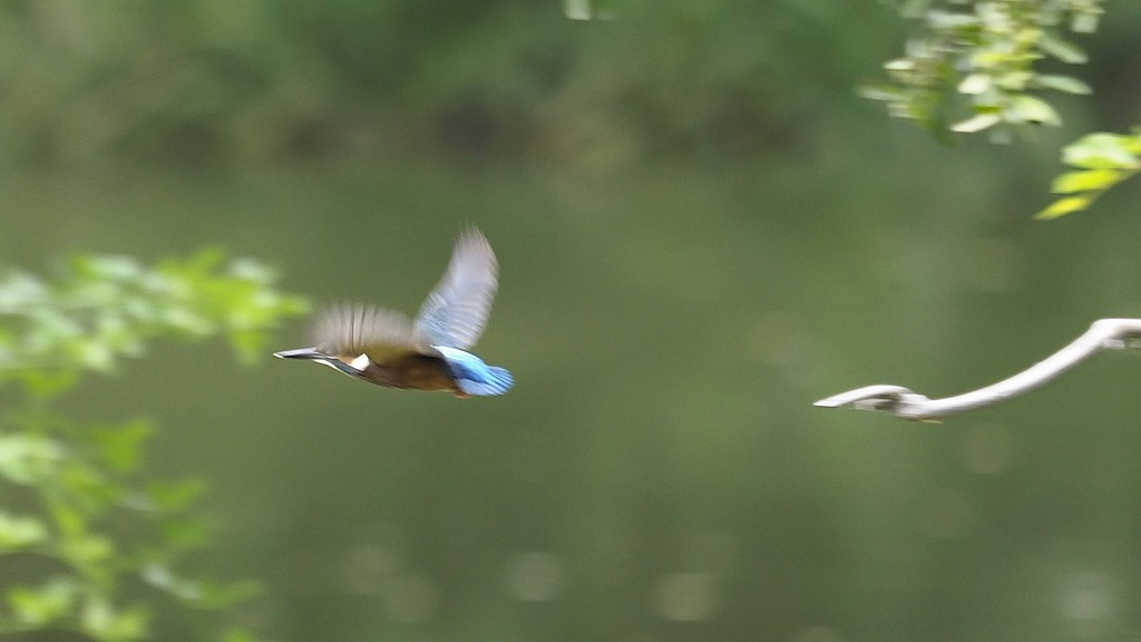 小翠飞去！ ------ 手持抓拍