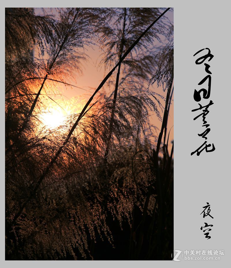 冬日芦花
