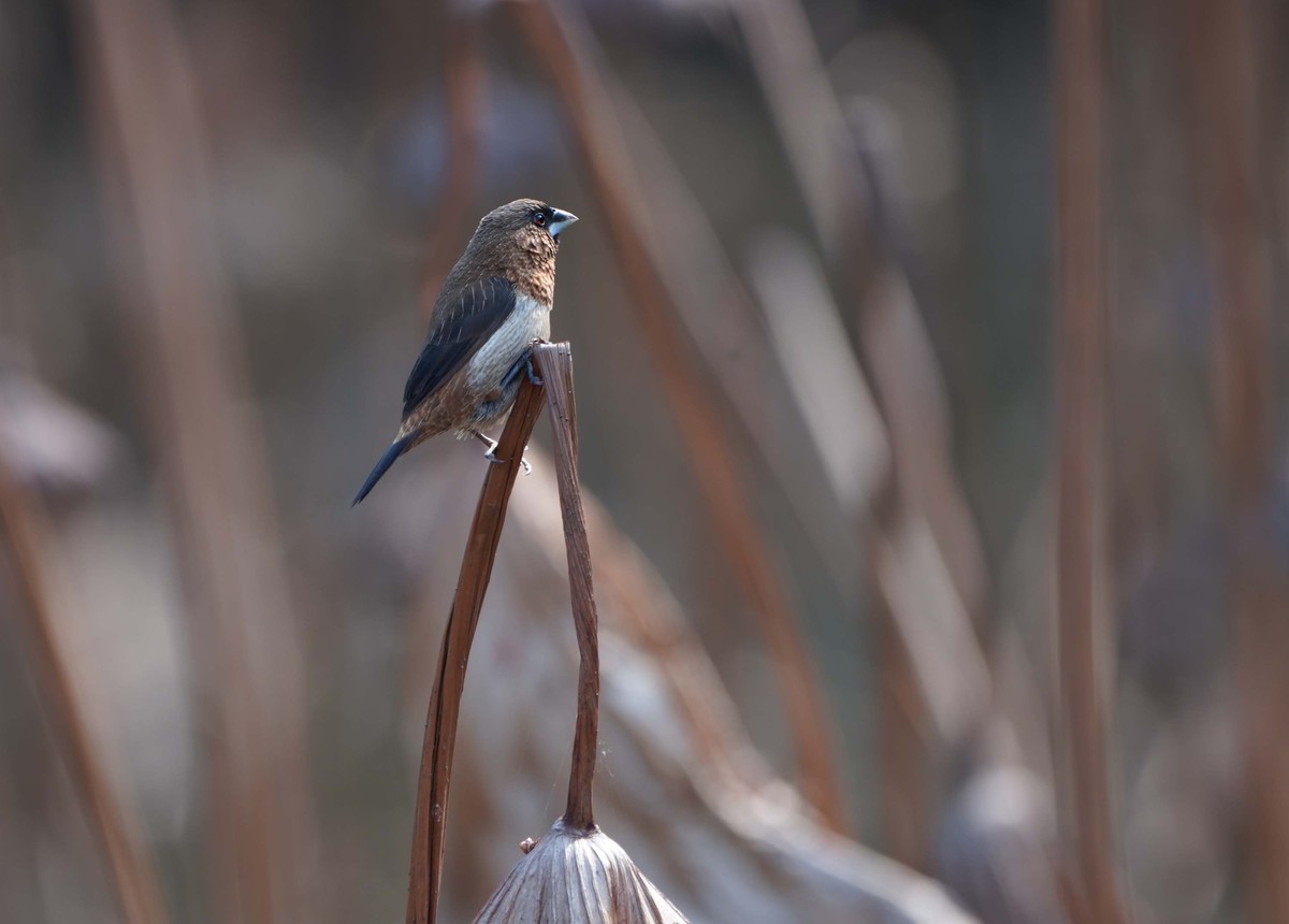 索尼A7RIII     打鸟   试机
