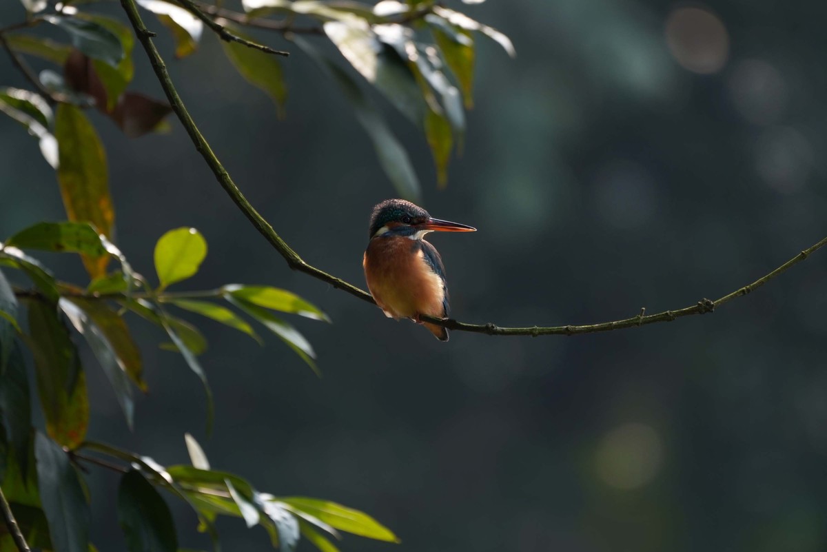 索尼A7RIII     打鸟   试机
