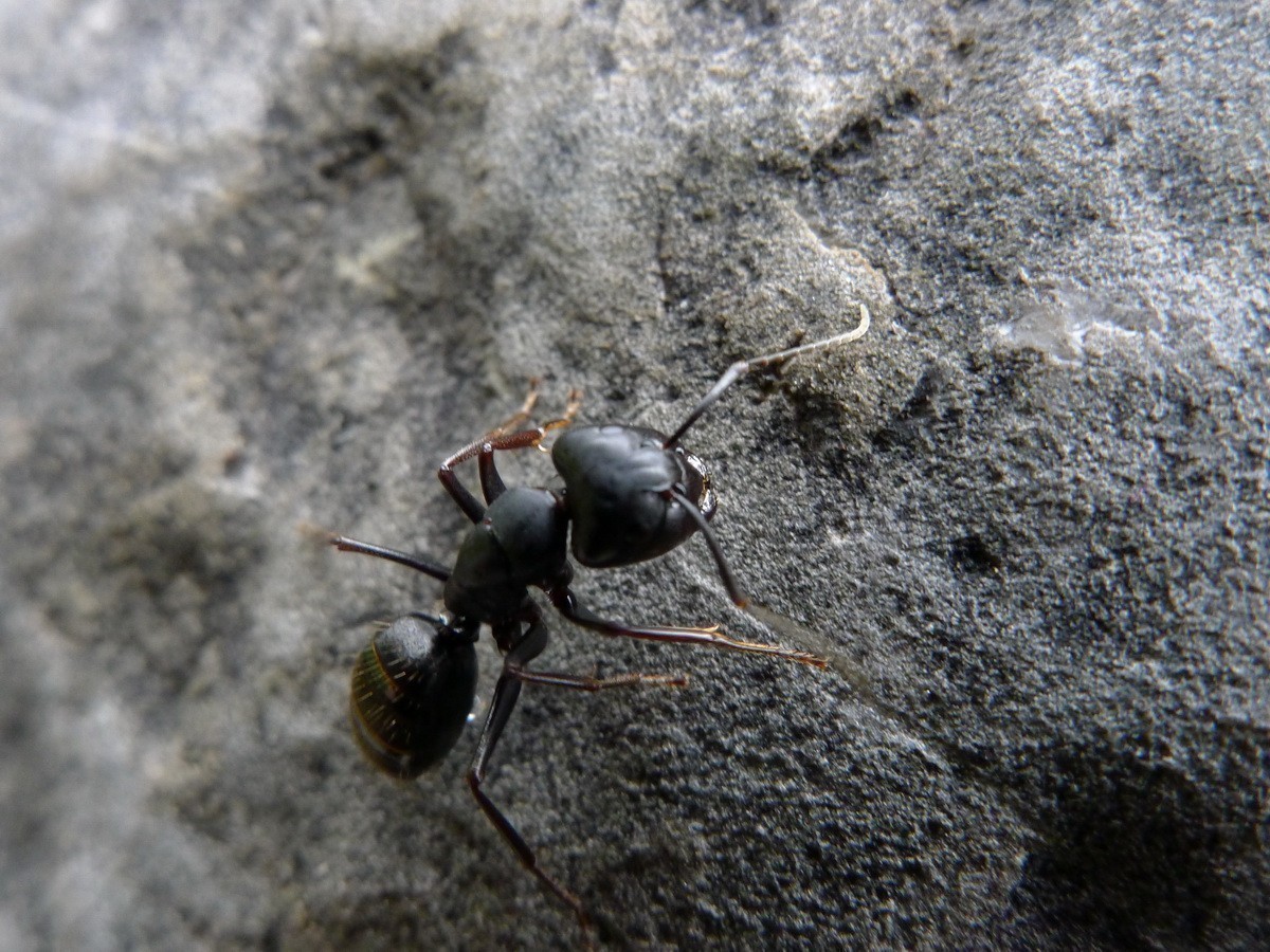 201912松下lx5拍摄的蚂蚁和蜘蛛