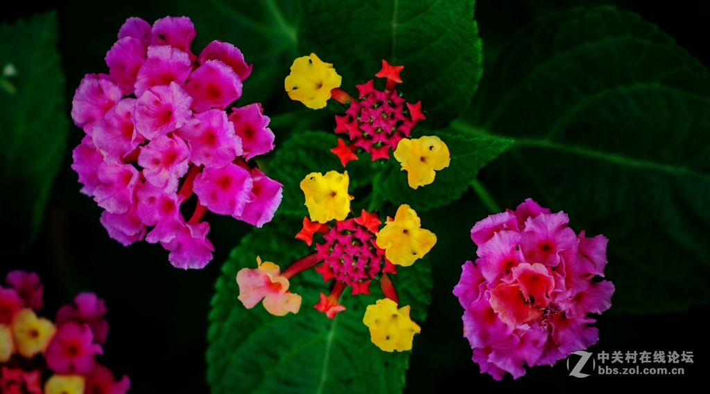 随拍野花五角梅