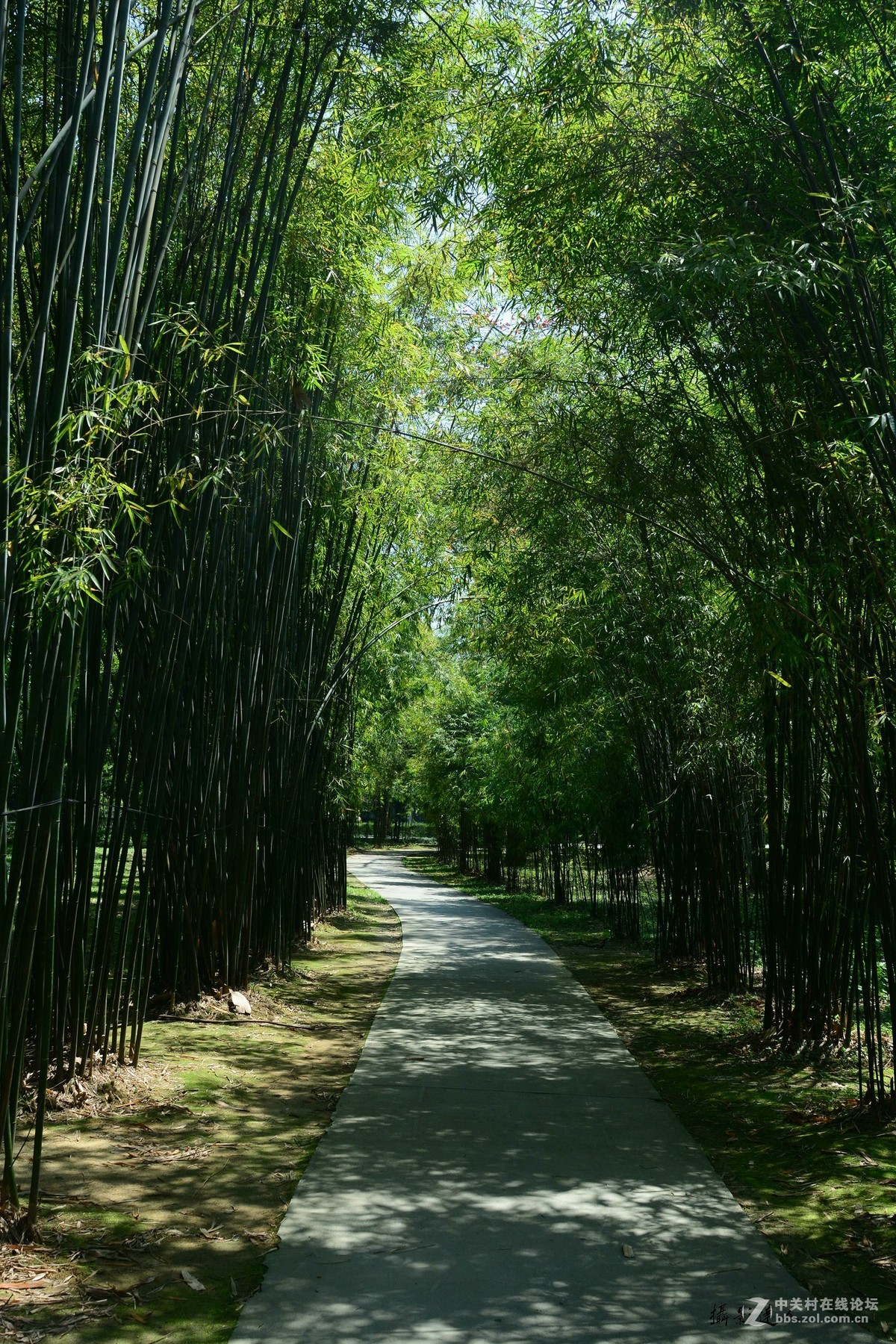 宁波植物园竹园图片