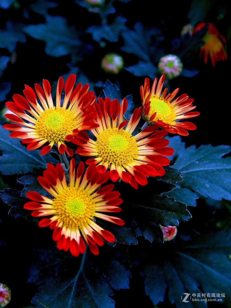 171018小红菊花