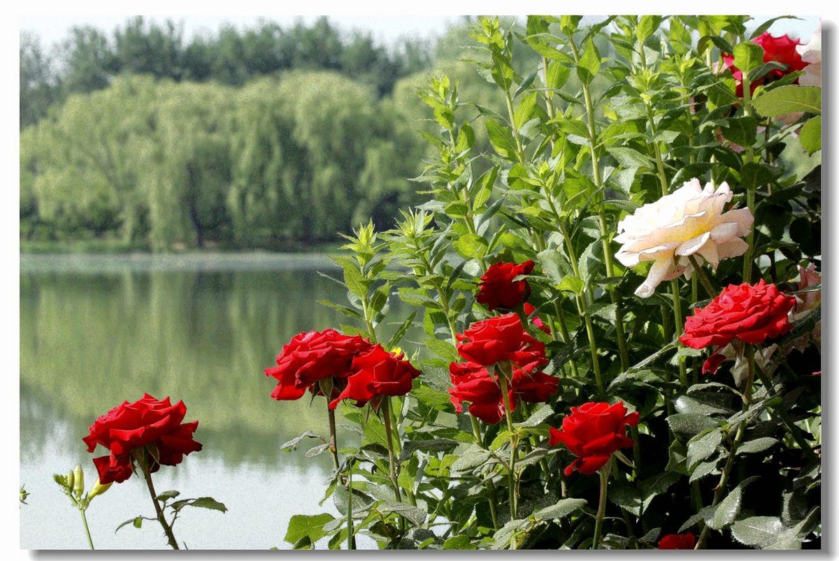 花为前景 1-中关村在线摄影论坛