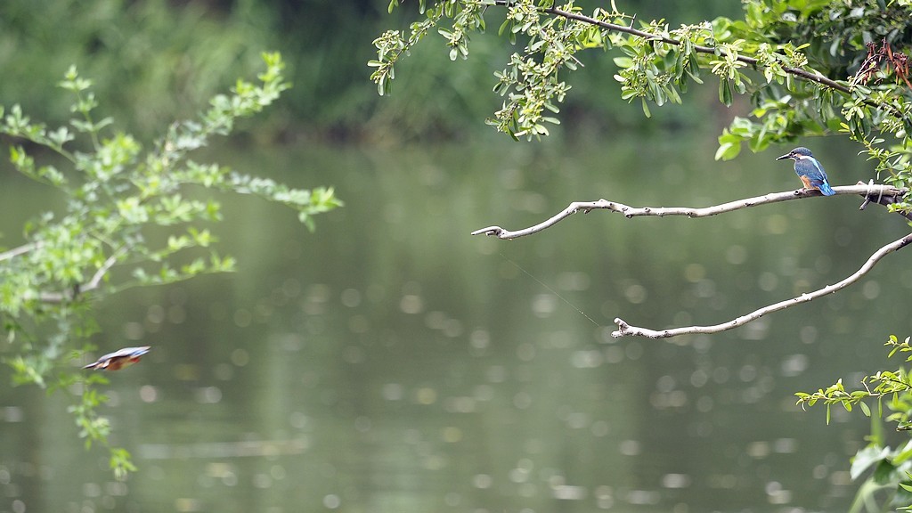 小翠飞去！ ------ 手持抓拍