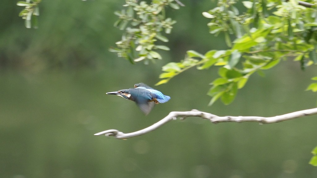 小翠飞去！ ------ 手持抓拍