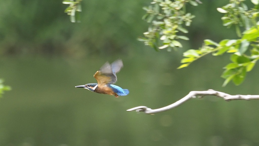 小翠飞去！ ------ 手持抓拍