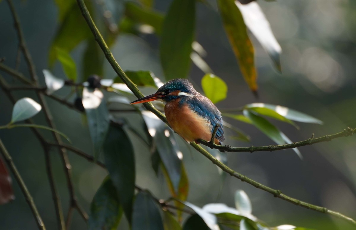 索尼A7RIII     打鸟   试机