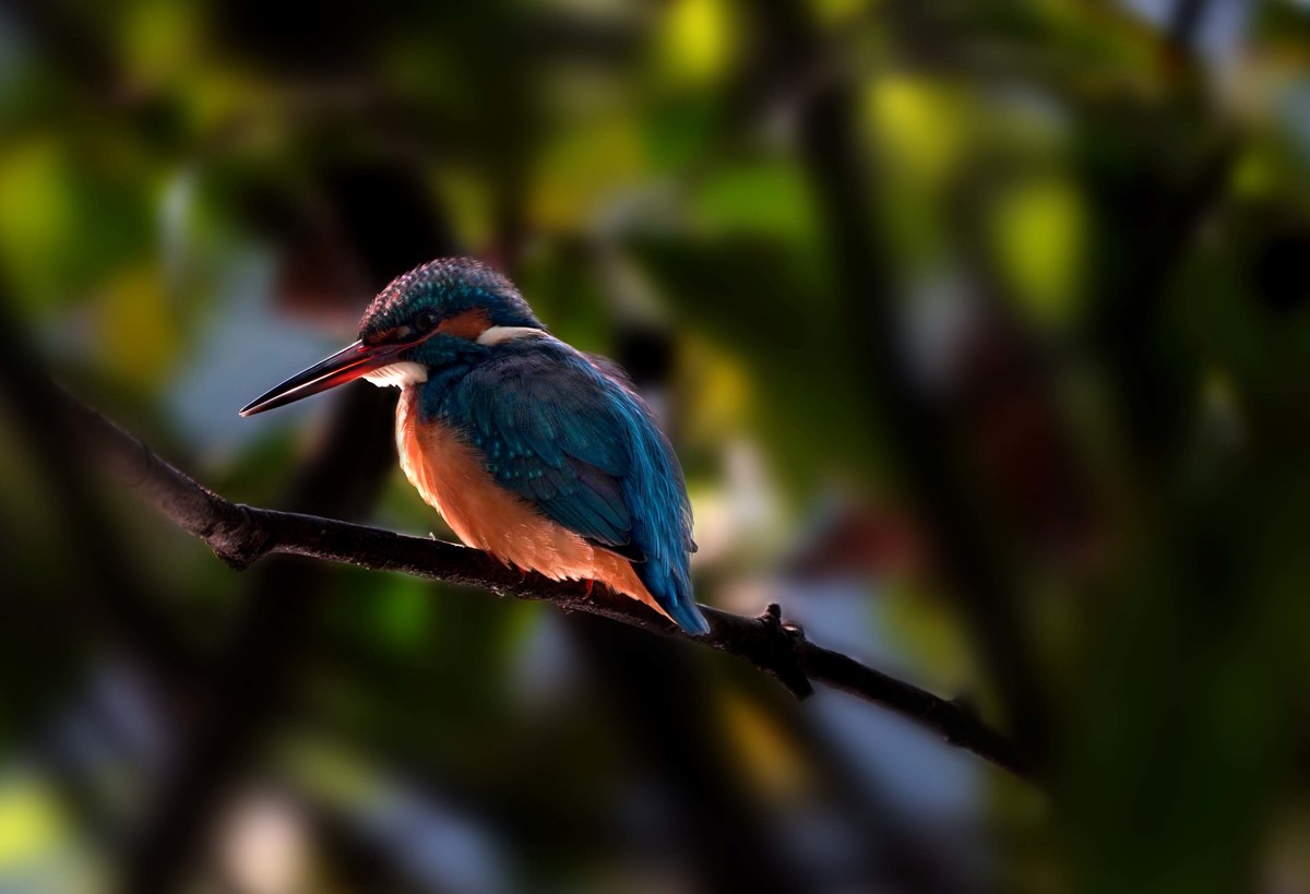 索尼A7RIII     打鸟   试机