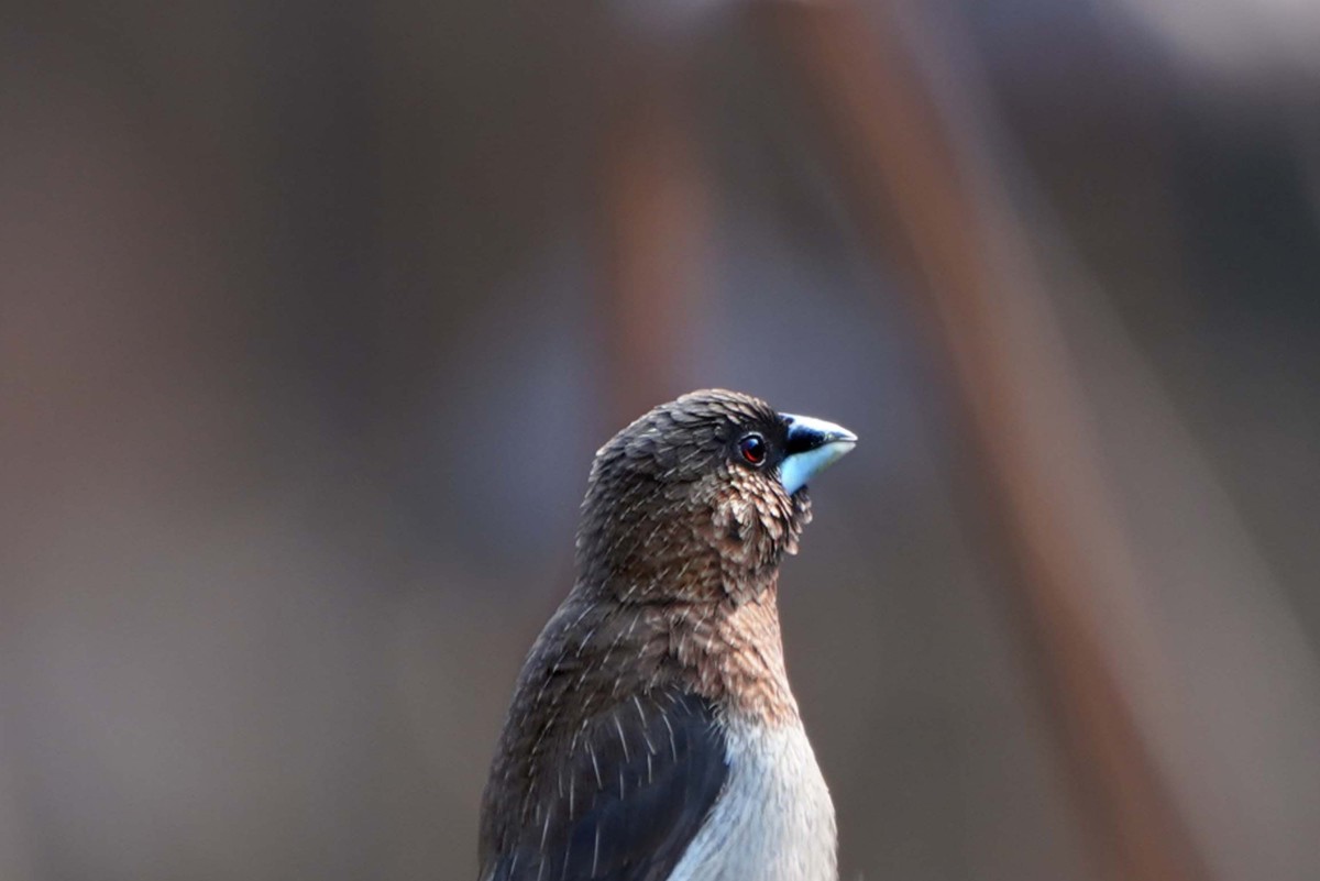 索尼A7RIII     打鸟   试机