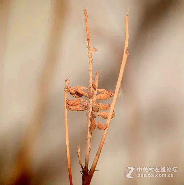 冬天树梢的果实