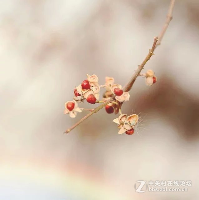 冬天树梢的果实
