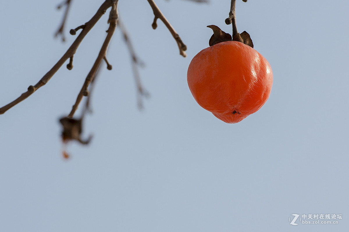 冬天柿子挂满枝