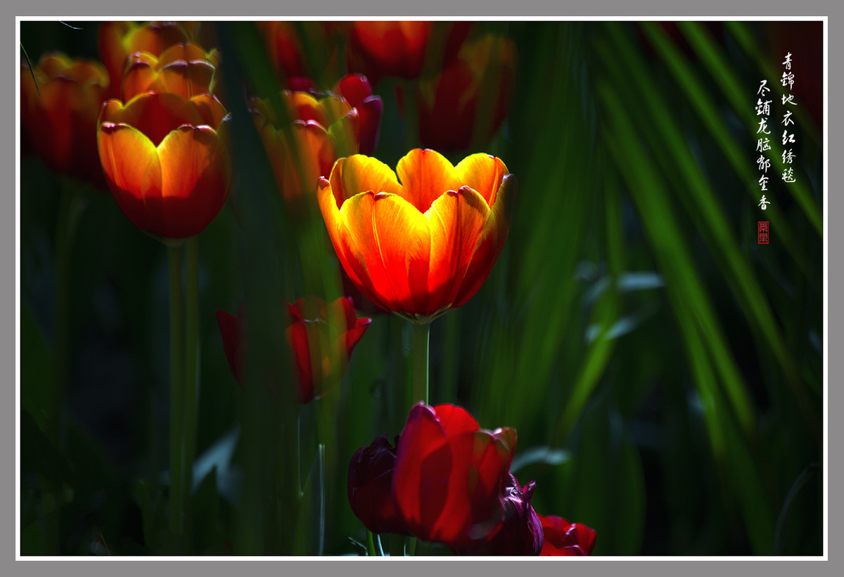 郁金香--恭贺“晚之秋”好友荣任佳能5DsR版主