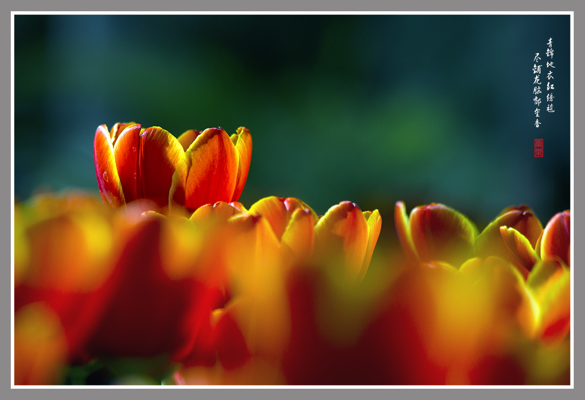 郁金香--恭贺“晚之秋”好友荣任佳能5DsR版主