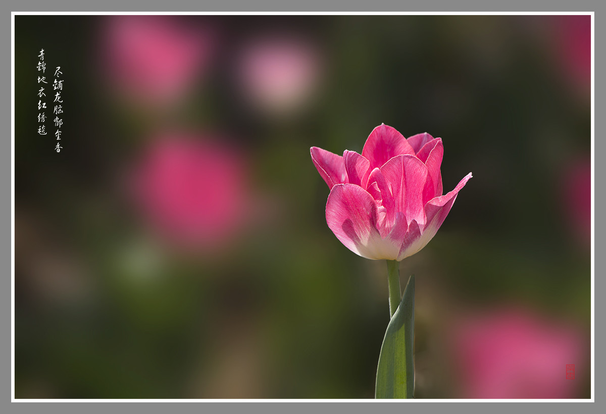 郁金香--恭贺“晚之秋”好友荣任佳能5DsR版主