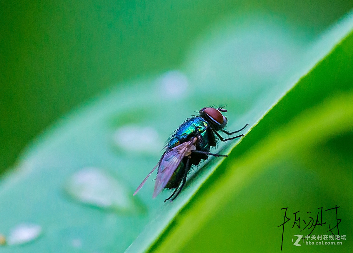 6D+50/1.8STM+微距转接环拍微距