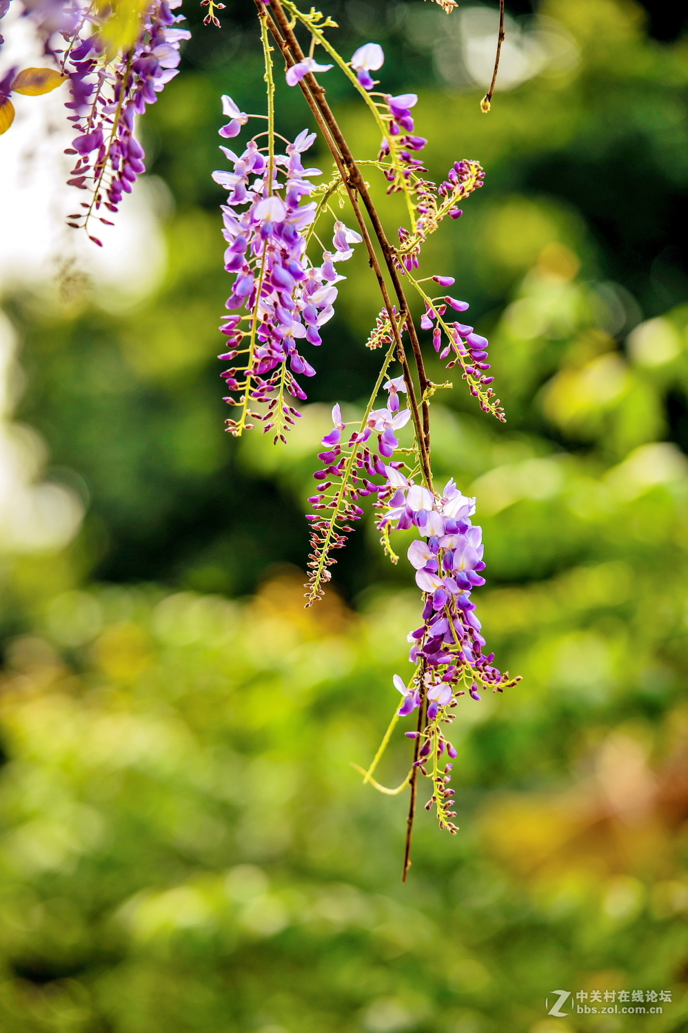 一组春天拍的紫藤花