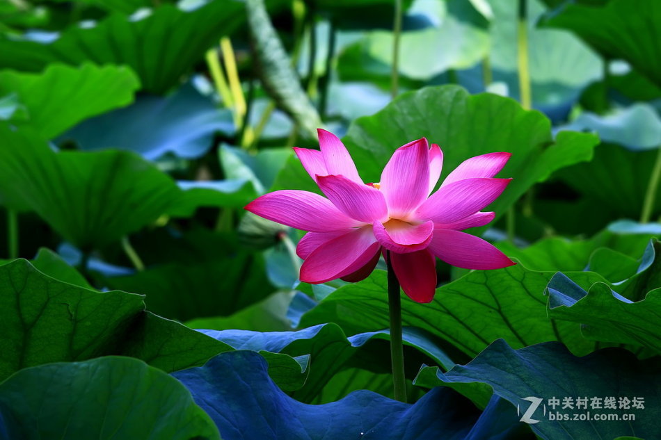 【德头日头】一样的荷花不一样的色彩
